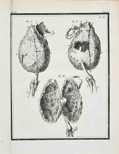 Anatomical Studies - Etching by Jacques de Sève - 1771