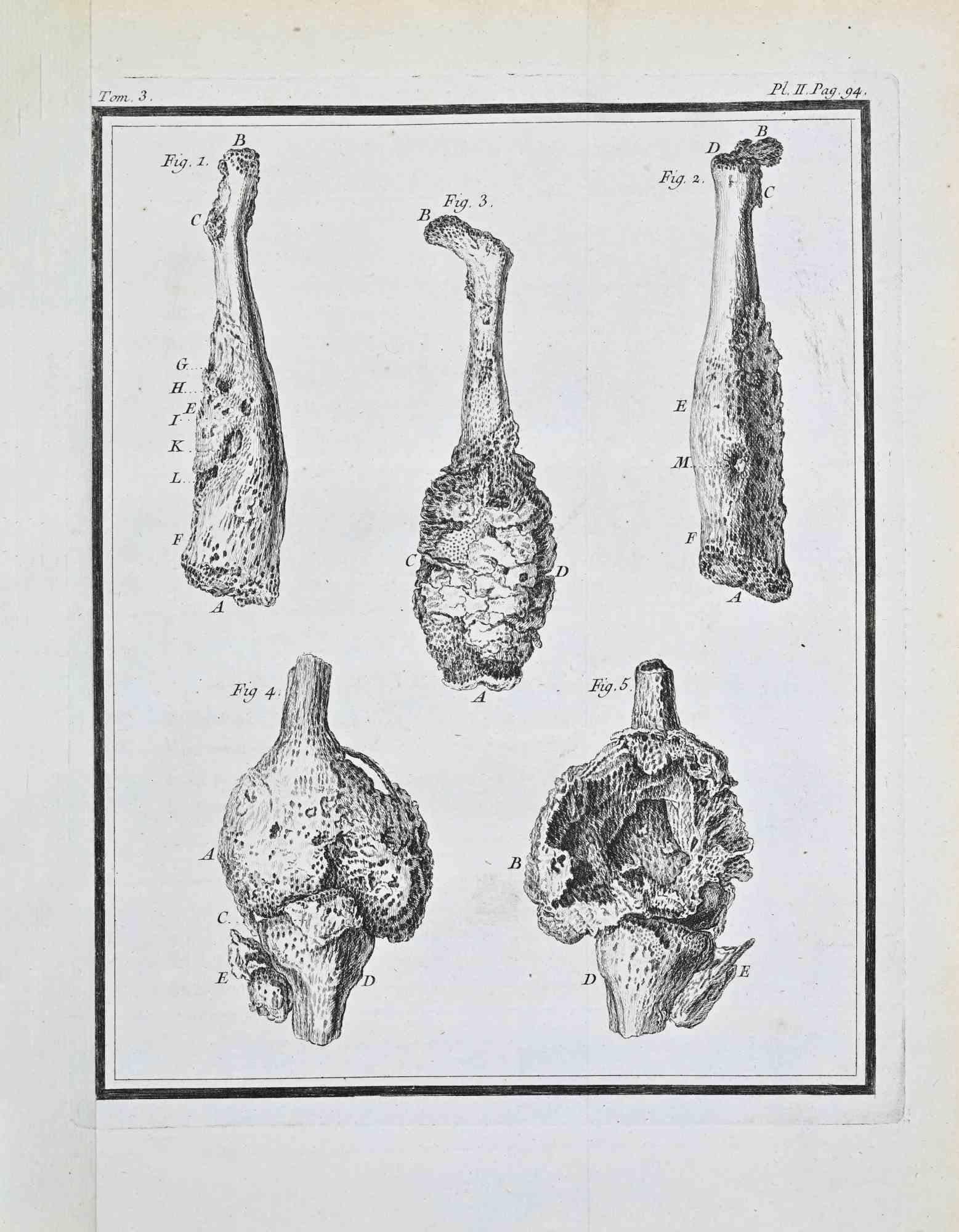 Anatomical Studies - Etching by Jacques de Sève - 1771