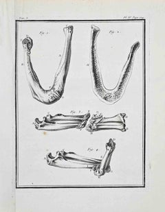 Studi anatomici - Acquaforte di Jacques de Sève - 1771