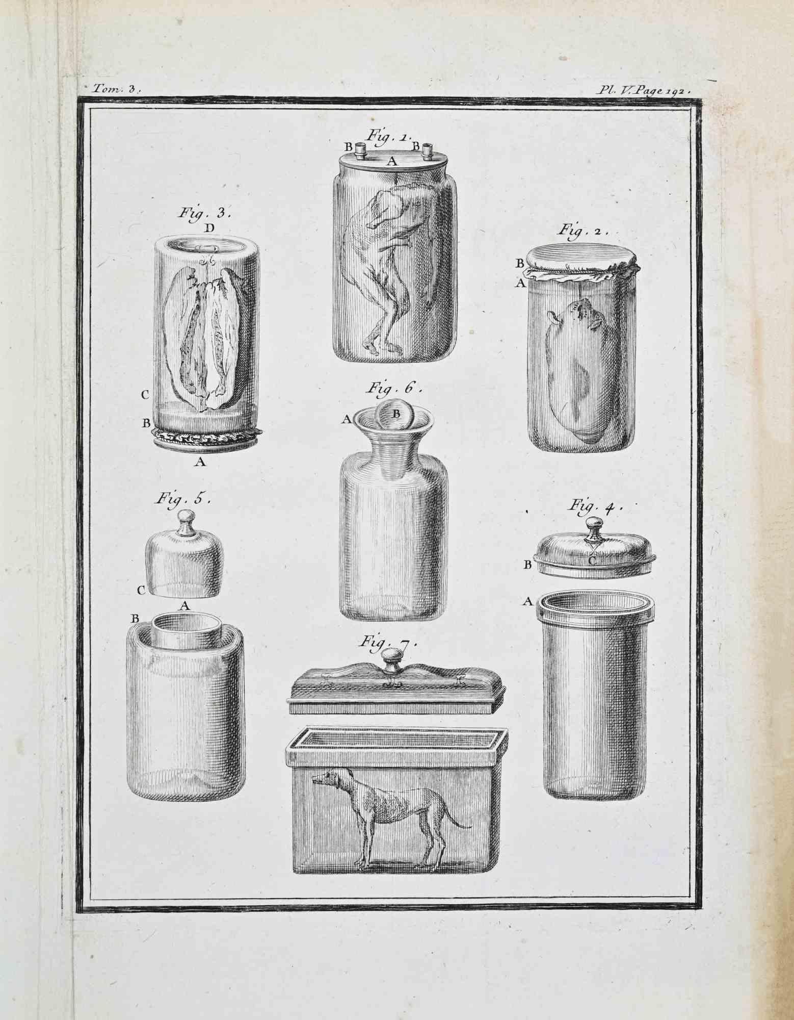 Anatomical Studies - Etching by Jacques de Sève - 1771