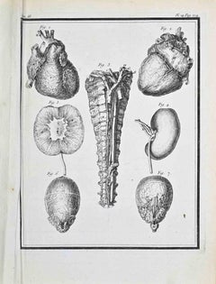 Anatomical Studies-Heart, Kidney and ...-Etching by Jacques de Sève- 1771