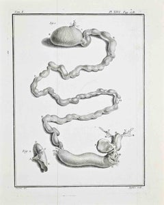 Anatomical Study-Intestinal and Reproductive...-Etching by Jacques de Sève- 1771