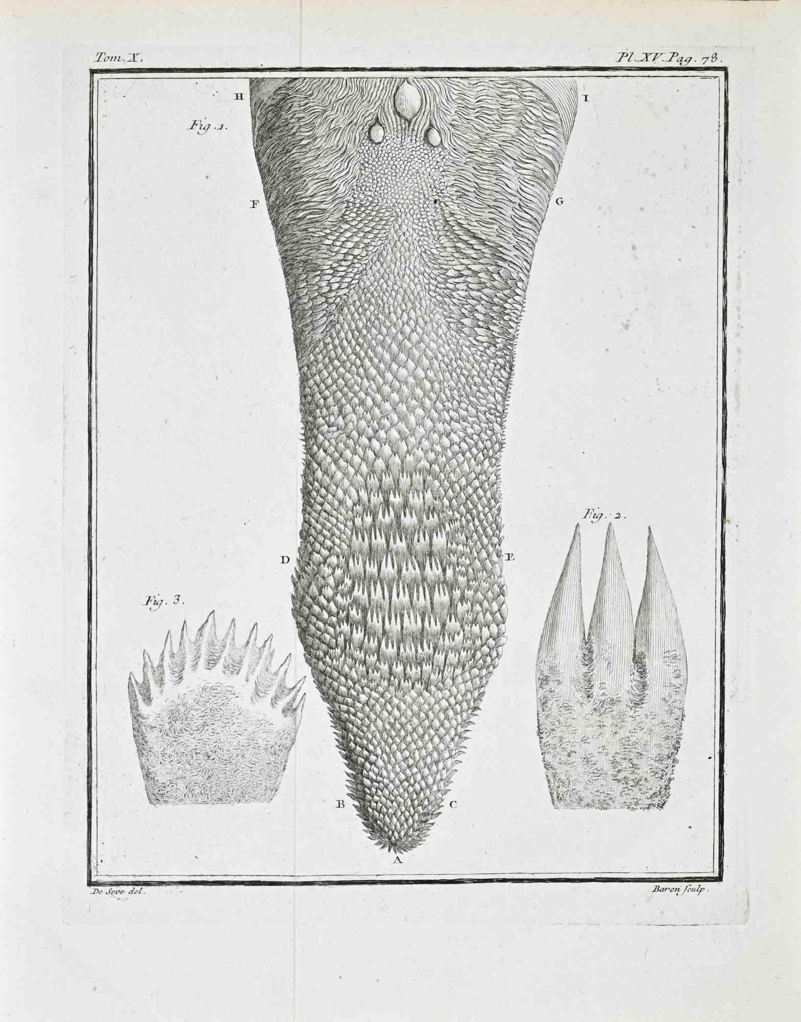 Figurative Print Jacques de Seve - Étude anatomique - Linguale et orale...- Gravure de Jacques de Sève - 1771