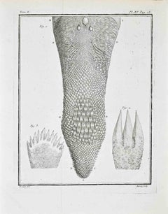 Anatomical Study – Lingual and Oral...- Etching by Jacques de Sève - 1771