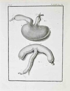 Anatomical Study – Stomach and Duodenal... - Etching by Jacques de Sève - 1771