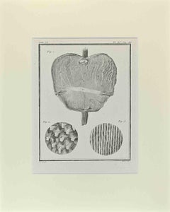 Anatomie - Etching by Jacques De Sève - 1771