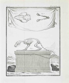 Anatomy and Skeletons - Etching by Jacques de Sève - 1771