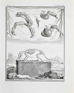 Anatomy and Skeletons - Etching by Jacques de Sève - 1771