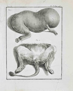Animal Anatomy - Etching by Jacques de Sève - 1771