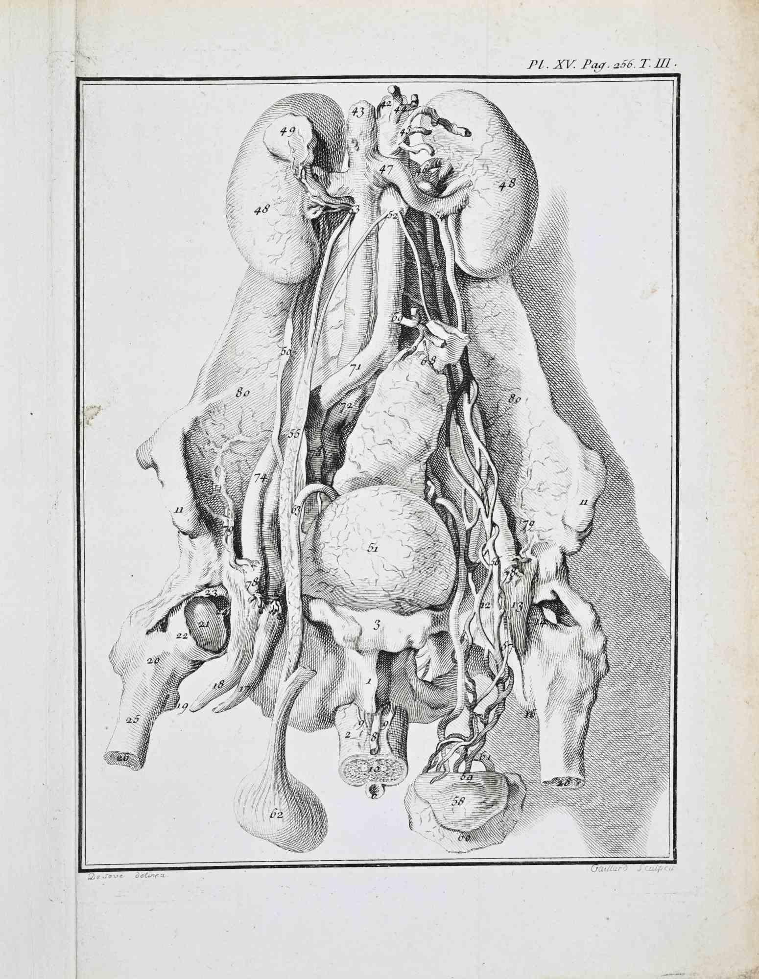 Anatomia animale - Acquaforte di Jacques de Sève - 1771