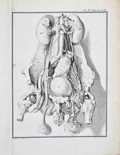 Animal Anatomy - Etching by Jacques de Sève - 1771