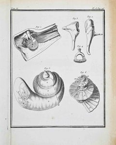 Animal Anatomy - Etching by Jacques de Sève - 1771