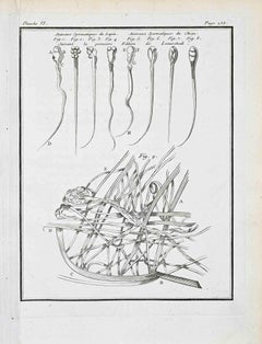 Animaux Spermatiques du Lapin et du... - Etching by Jacques de Sève- 1771
