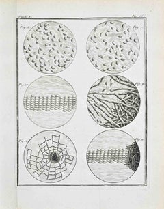 Animaux spermatiques – Microscopic Studies - Etching by Jacques de Sève- 1771