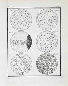 Animaux Spermatiques – Microscopic Studies - Etching by Jacques de Sève- 1771