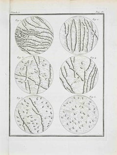 Animaux Spermatiques – Microscopic Studies - Etching by Jacques de Sève- 1771