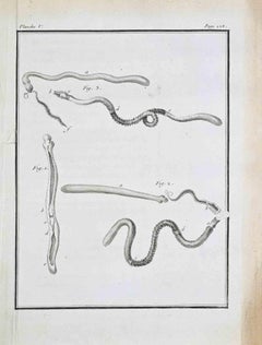 Animaux Spermatiques (Reproductive Anatomy... - Etching by Jacques de Sève- 1771