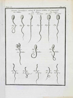 Animaux Spermatiques Suivant la Dernière... - Etching by Jacques de Sève- 1771