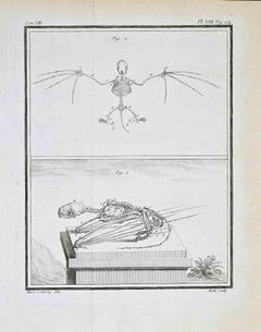 Bat Skeleton (Chiroptera) - Etching by Jacques de Sève - 1771