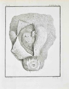 Comparative Anatomy – Pregnant Uterus with...- Etching by Jacques de Sève - 1771