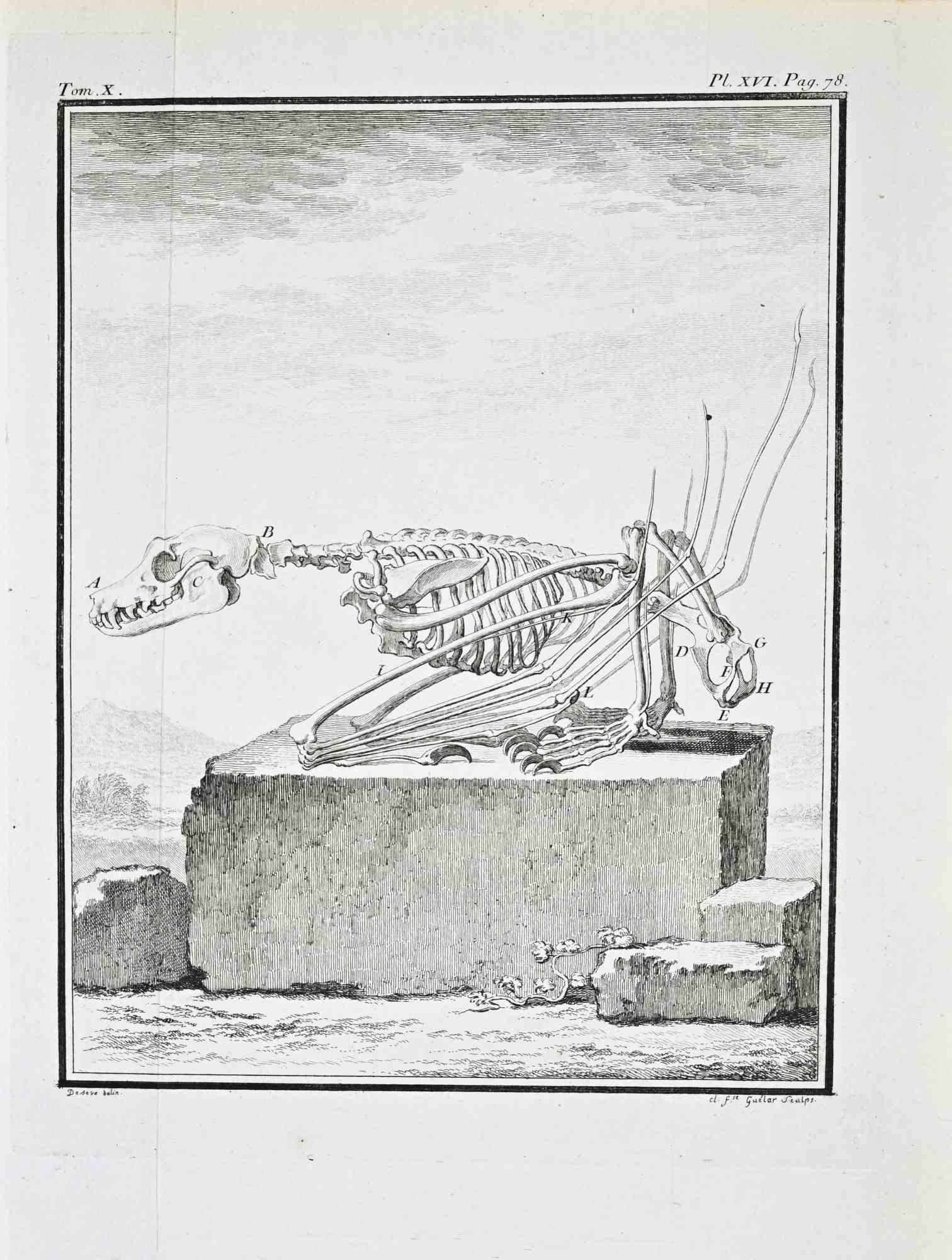 Figurative Print di Jacques de Seve - Anatomia comparata - Scheletro di un... - Acquaforte di Jacques de Sève - 1771