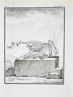 Comparative Anatomy – Skeleton of a... - Etching by Jacques de Sève - 1771