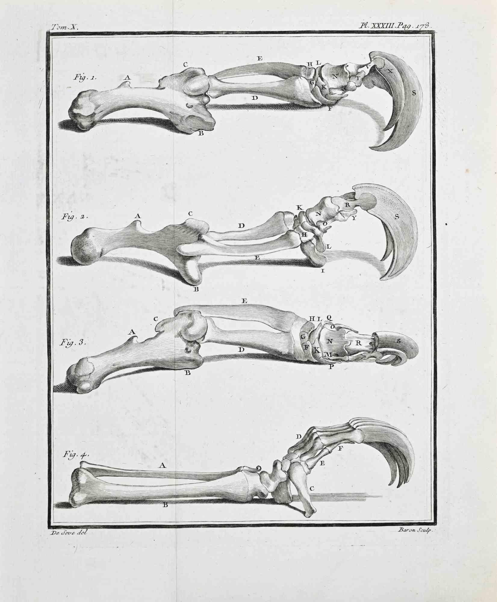 Comparative Osteology – Forelimb and Claw... - Etching by Jacques de Sève - 1771