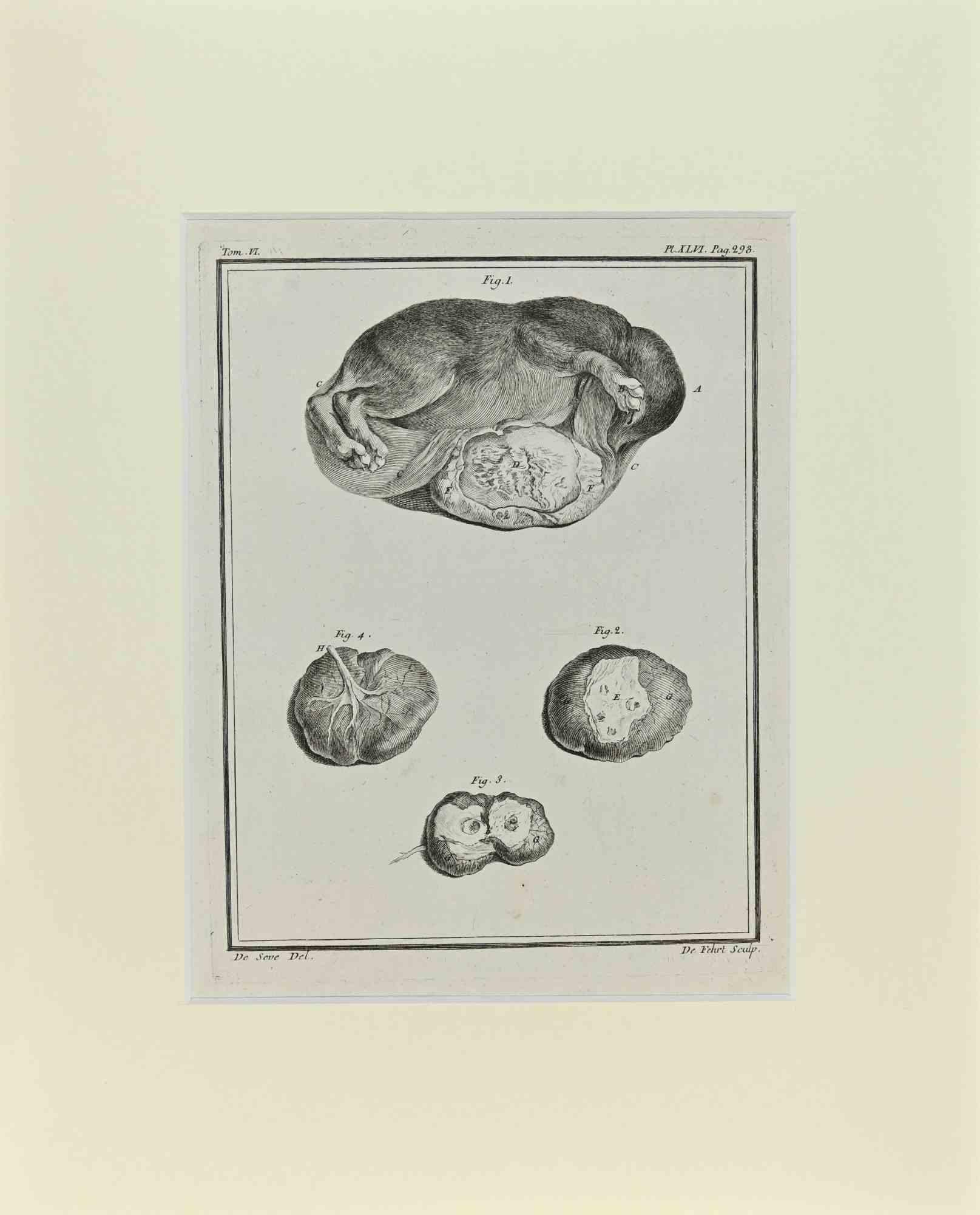 Jacques de Seve Animal Print – Fötus - Hund - Radierung von Jacques De sève - 1771