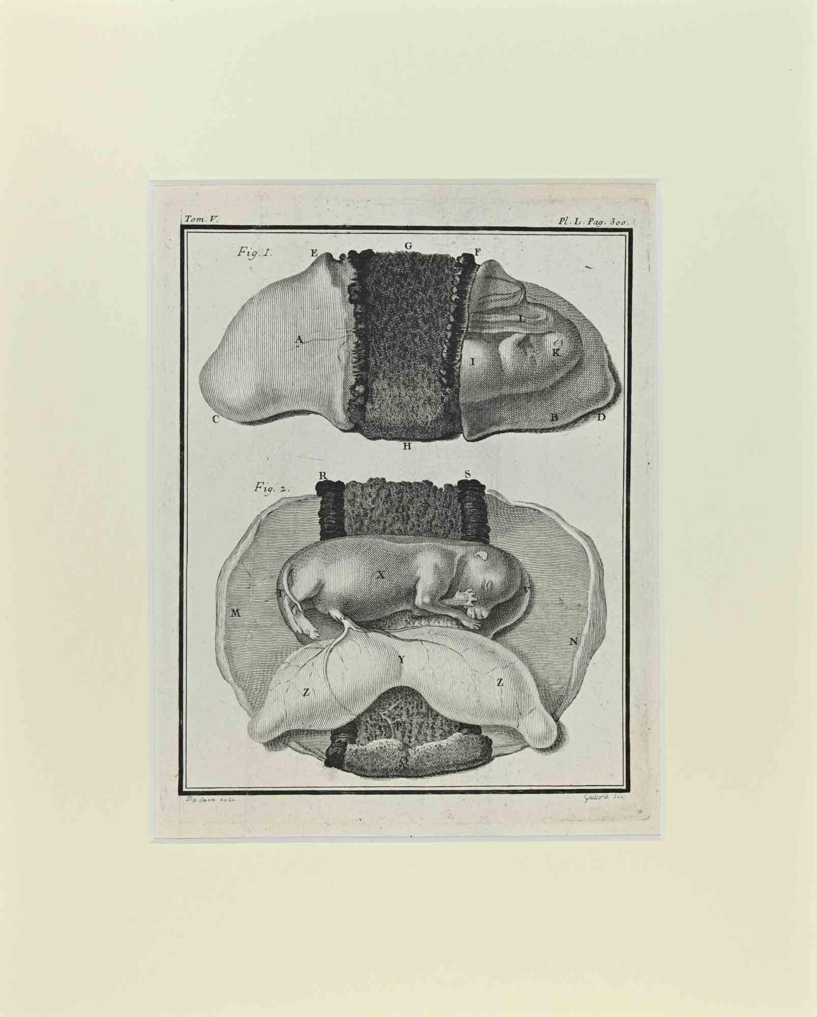 Figurative Print Jacques de Seve - Fœtus - Chien - Gravure de Jacques De Sève - 1771