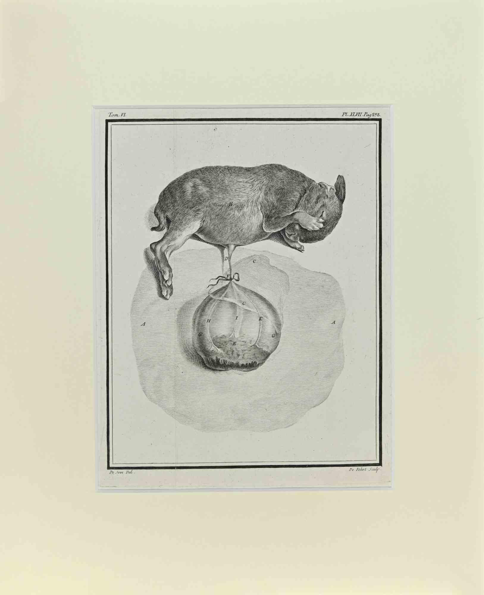 Jacques de Seve Figurative Print – Fötus - Eichhörnchen - Radierung von Jacques De sève - 1771