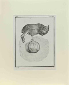 Fetus - Squirrel - Etching by Jacques De sève - 1771