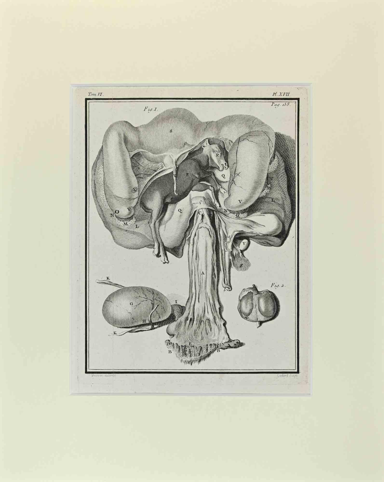 Jacques de Seve Figurative Print - Fetus - Veal - Etching by Jacques De sève - 1771