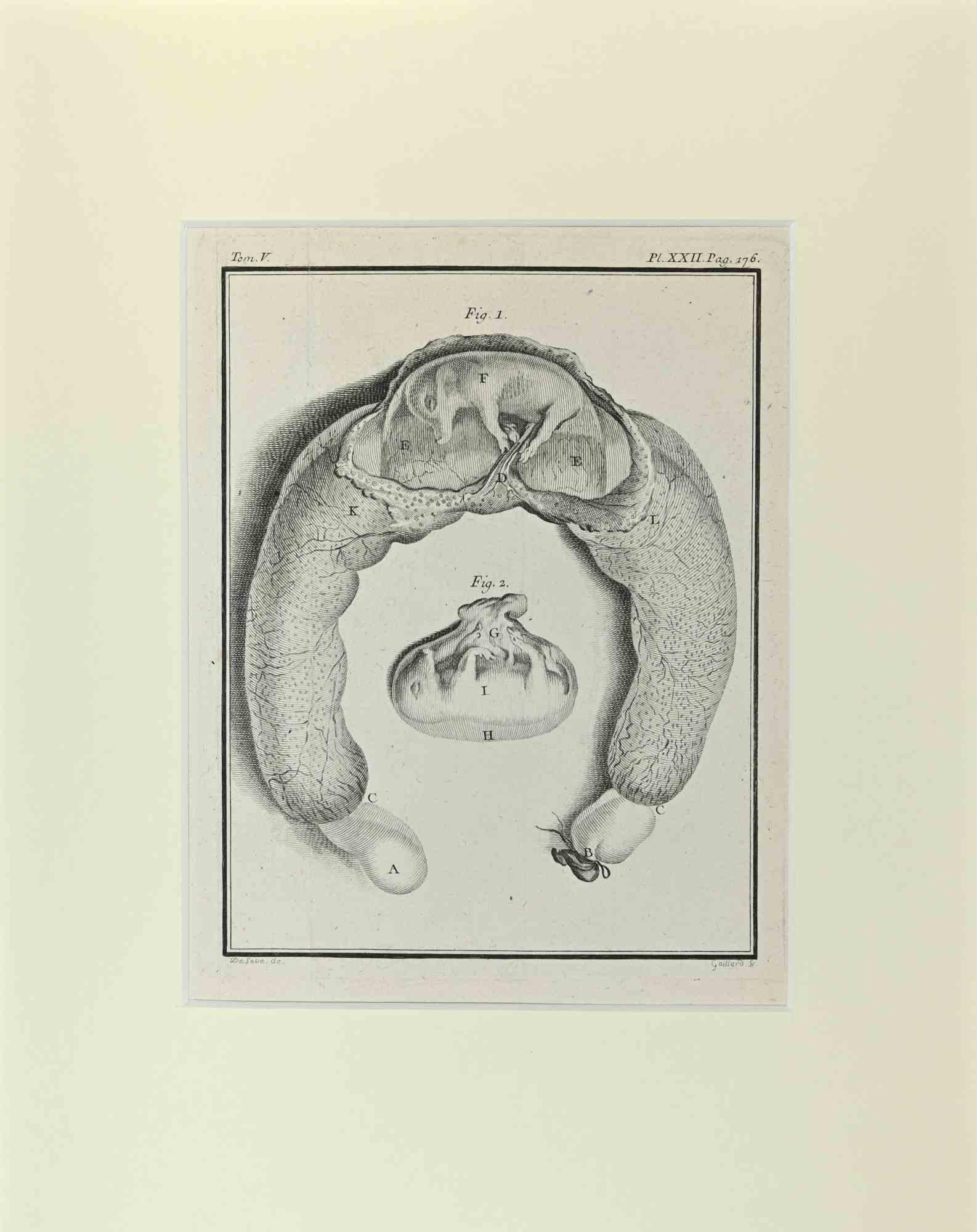 Jacques de Seve Animal Print - Fetus - Wild boar - Pig - Etching by Jacques De sève - 1771