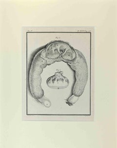 Antique Fetus - Wild boar - Pig - Etching by Jacques De sève - 1771