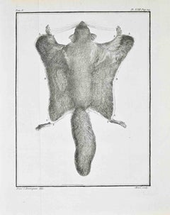 Flying Squirrel (Écureuil volant) – Dorsal...- Etching by Jacques de Sève - 1771