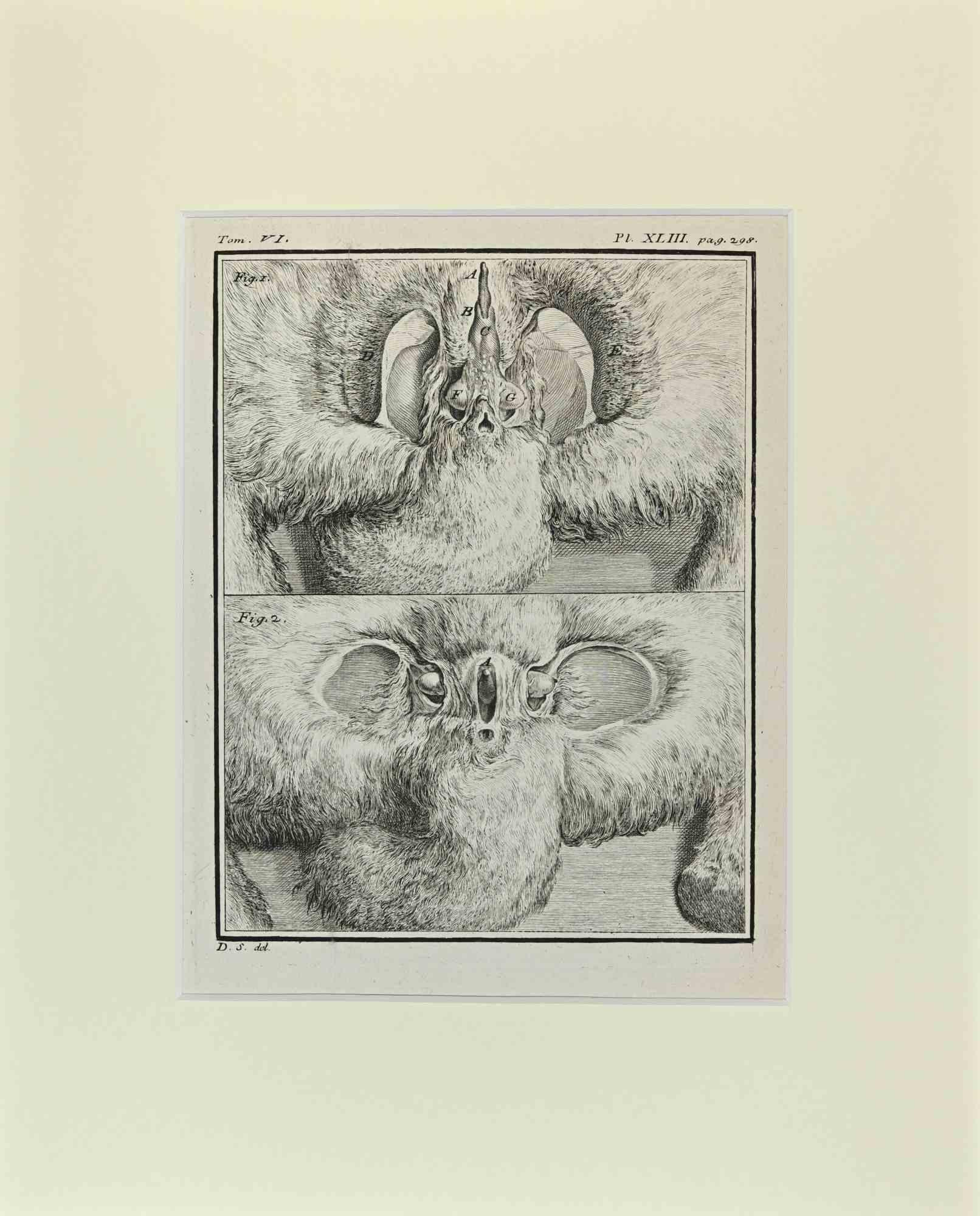 Jacques de Seve Figurative Print - Hare Anatomy - Etching by Jacques De Sève - 1771