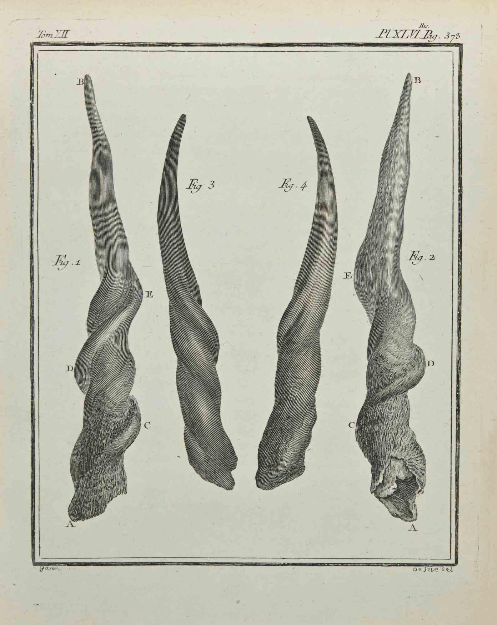 Jacques de Seve Animal Print - Horns - Etching by Jacques De Sève - 1771