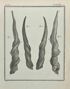 Horns - Etching by Jacques De Sève - 1771