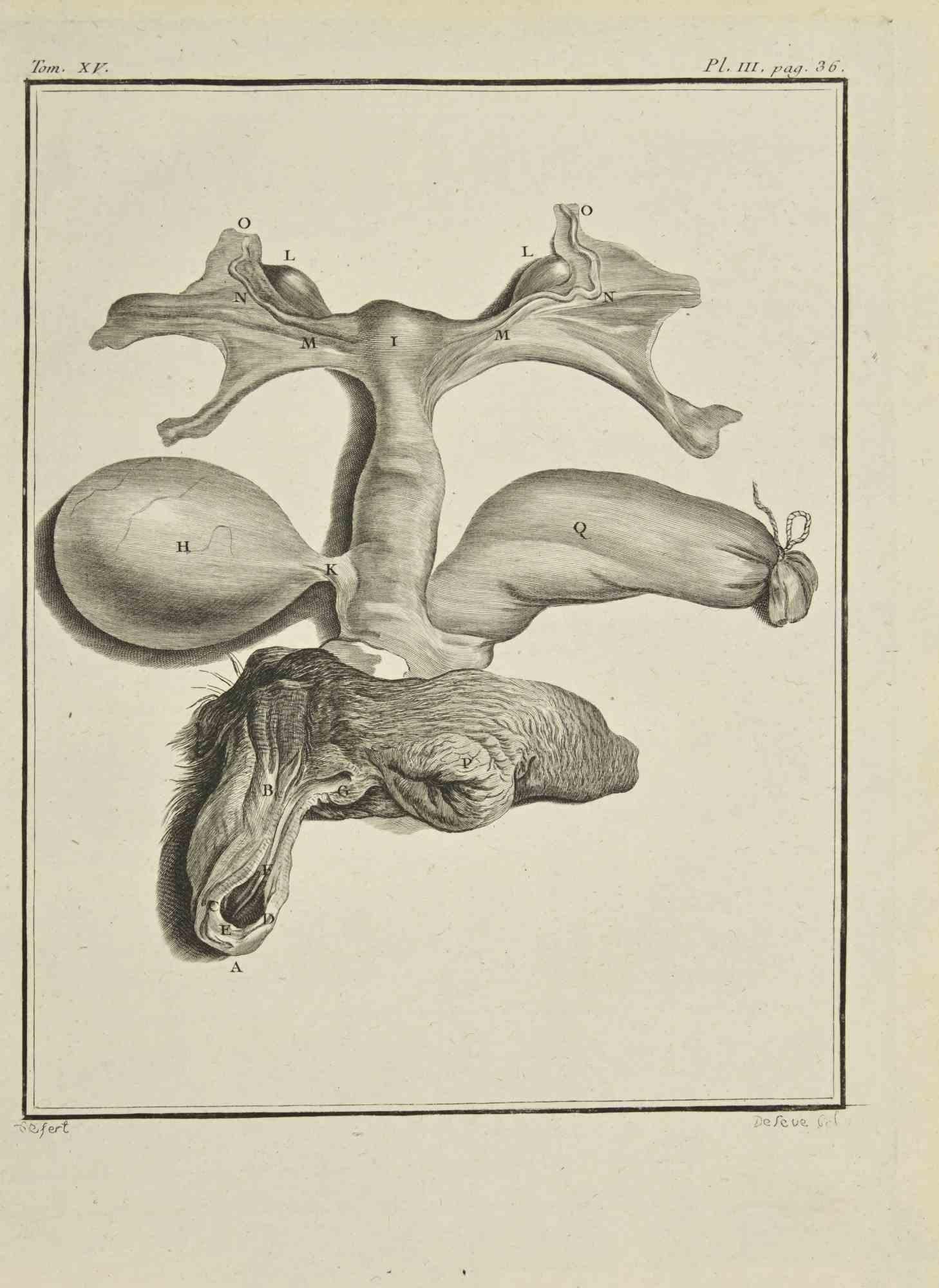 Jacques de Seve Figurative Print - Institutiones Chirurgicae - Etching by  Jacques De Sève - 1771