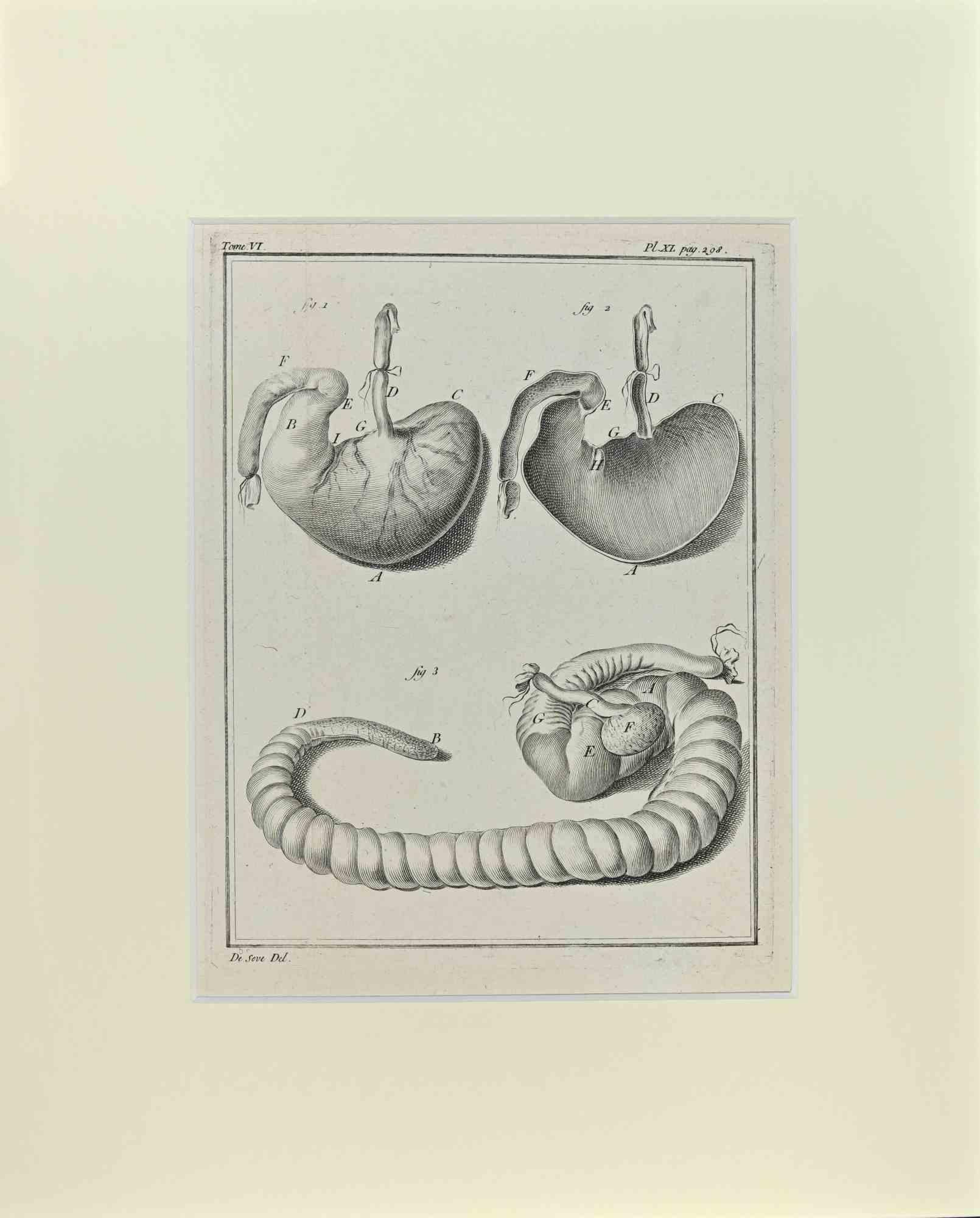 Jacques de Seve Animal Print - Internal Organs of Animal - Etching by Jacques De Sève - 1771