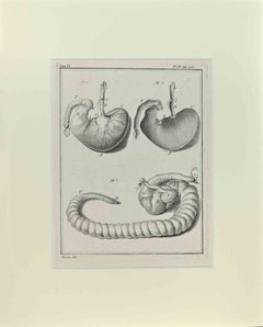 Organes internes de l'animal - Gravure de Jacques De Sève - 1771