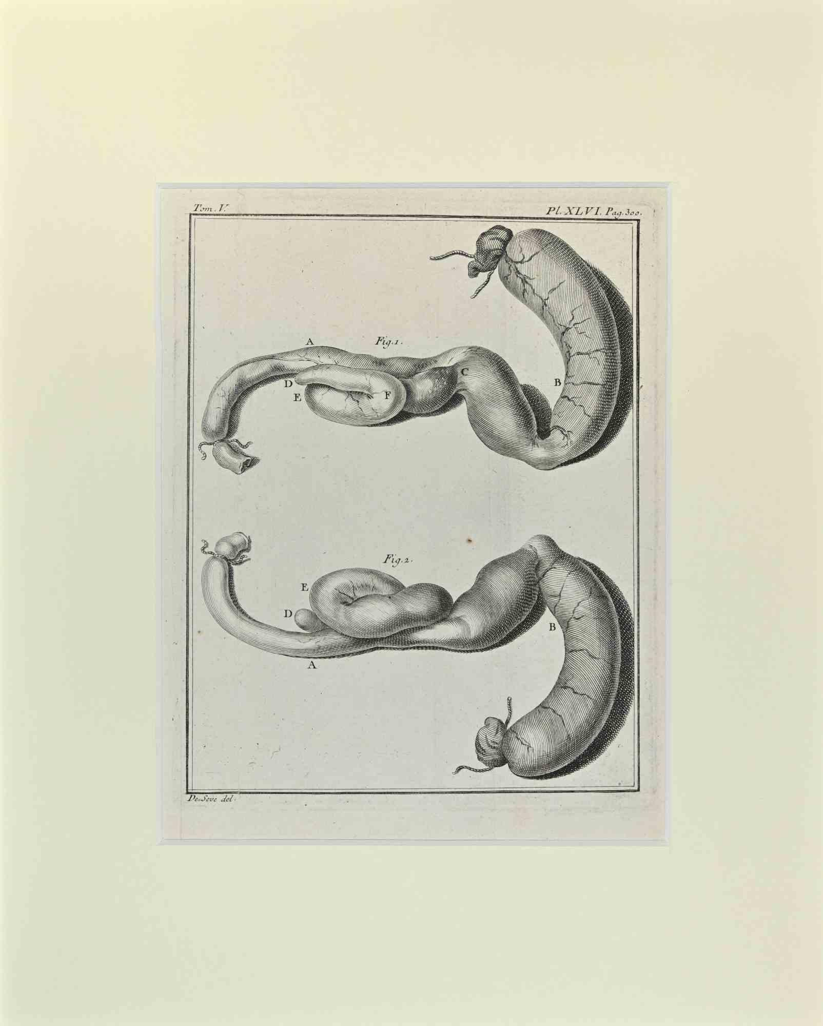 Jacques de Seve Animal Print - Internal Organs of Animal - Etching by Jacques De Sève - 1771