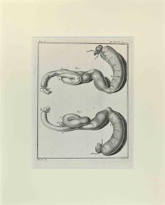 Antique Internal Organs of Animal - Etching by Jacques De Sève - 1771