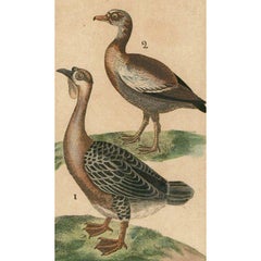 Jacques de Seve (fl. 1742-1788) - Engravings of Geese