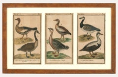 Jacques de Seve (fl. 1742-1788) - Engravings of Geese