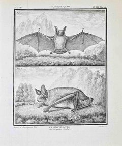 La Chauve-Souris (The Bat)  - Etching by Jacques de Sève - 1771