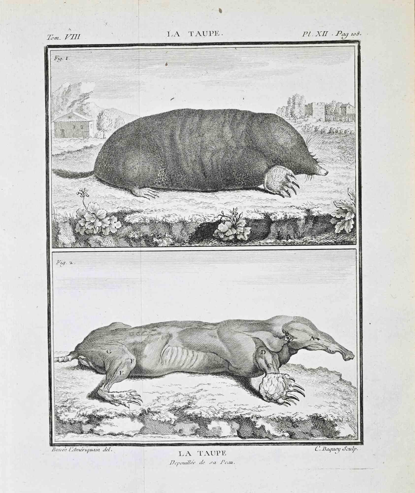 Figurative Print de Jacques de Seve - La Taupe (La Mole) - Aguafuerte de Jacques de Sève - 1771
