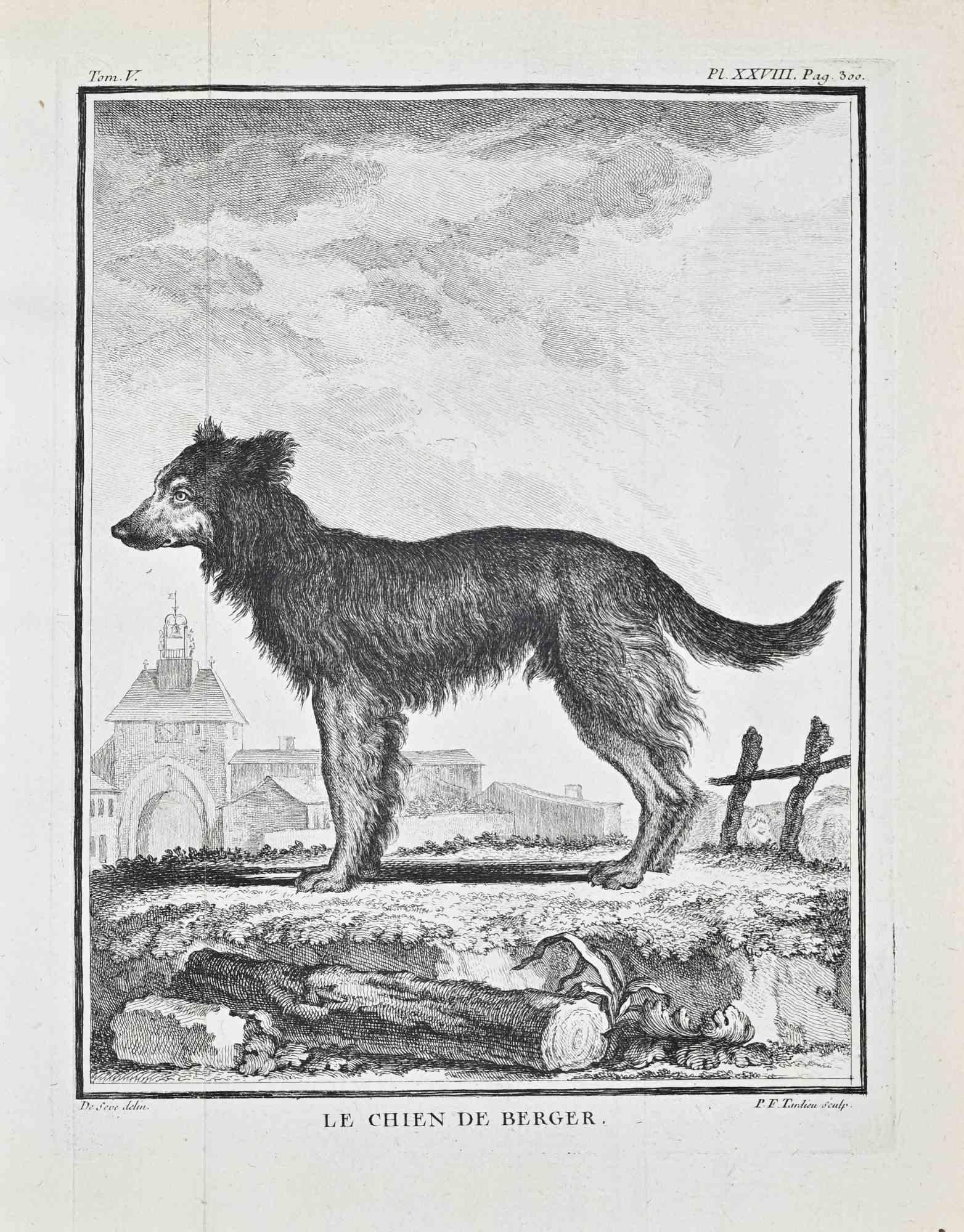 Le Chien de Berger - Aguafuerte de Jacques de Sève- 1771