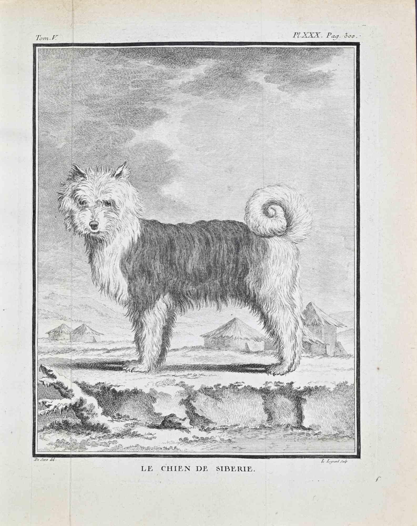 Animal Print di Jacques de Seve - Le Chien de Sibérie - Acquaforte di Jacques de Sève - 1771