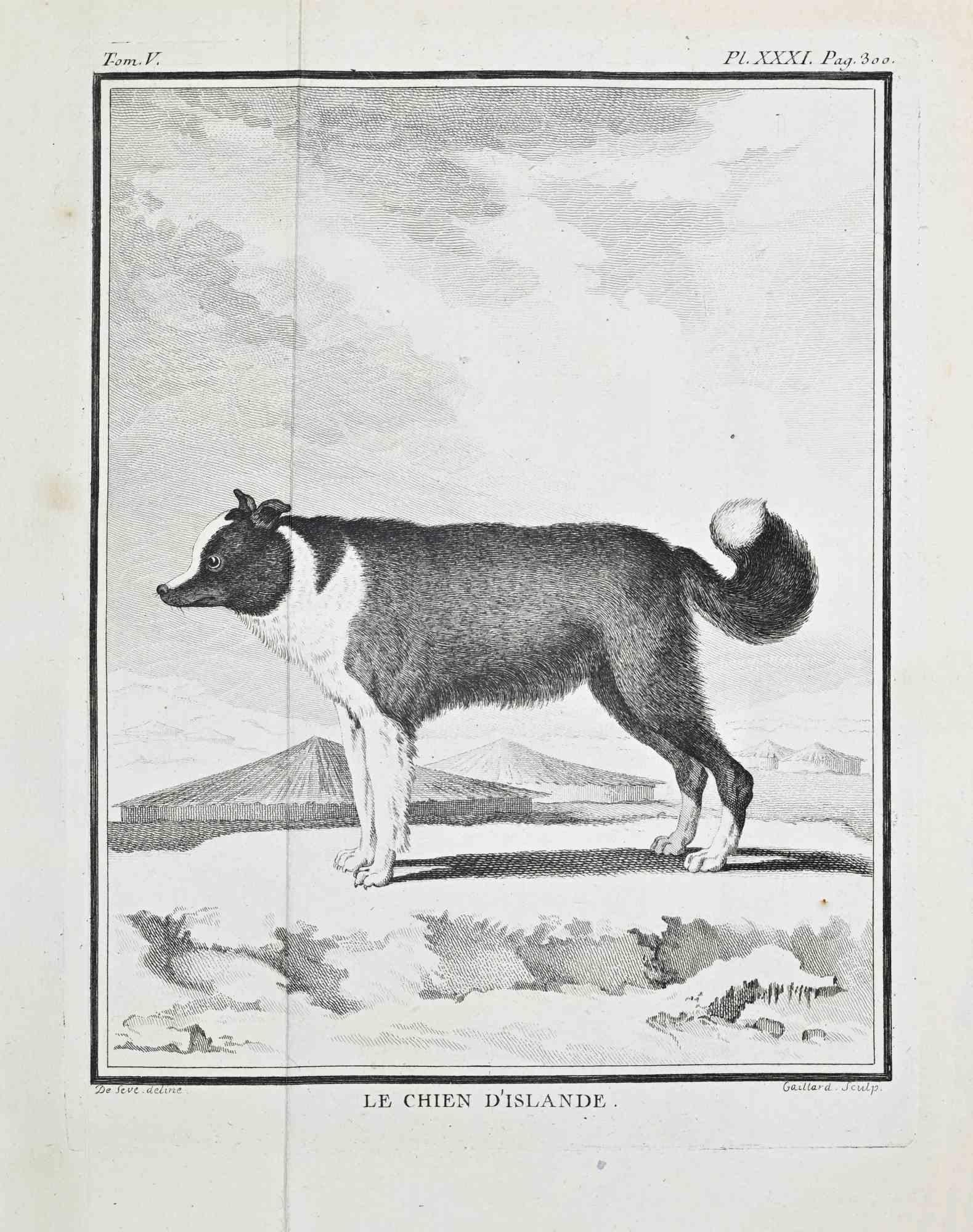 Le Chien d’Islande - Etching by Jacques de Sève- 1771